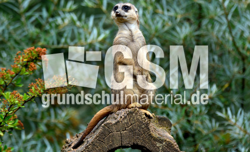 Erdmännchen_a (1).jpg